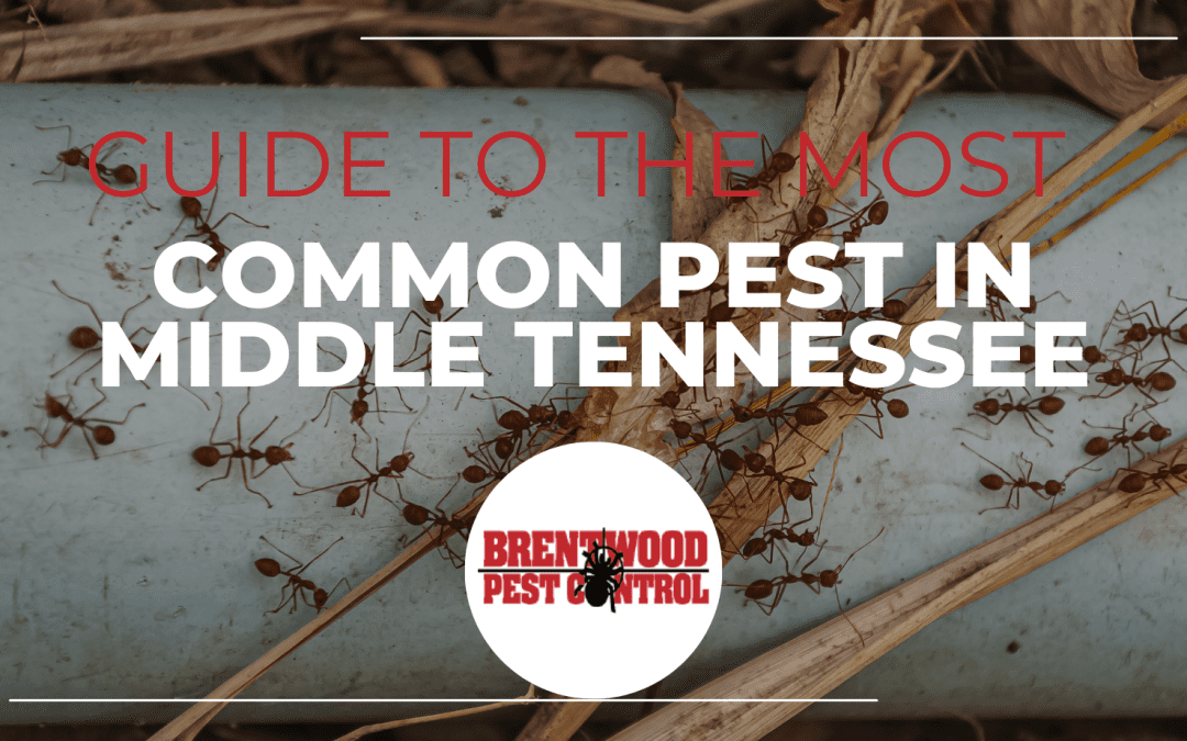 A Comprehensive Guide to the Most Common In-Home Pests in Middle Tennessee