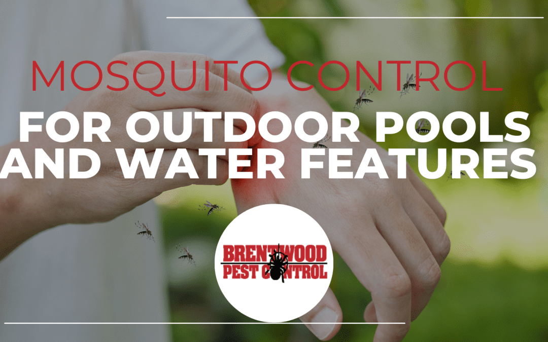 Mosquito Control for Pools and Outdoor Water Features: Enjoying Summer Safely