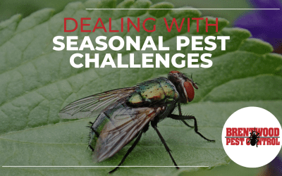 Dealing with Seasonal Pest Challenges in Brentwood: Insights from Brentwood Pest Control￼