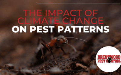 The Impact of Climate Change on Pest Patterns in Brentwood: Insights from Brentwood Pest Control￼