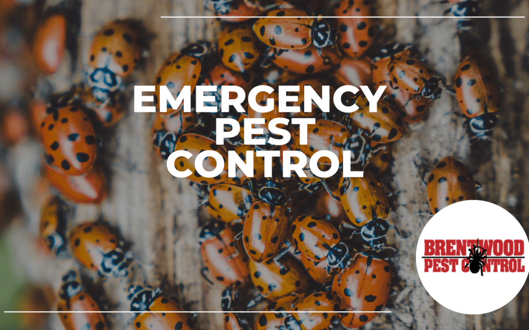 Emergency Pest Control: What to Do When Pests Strike Unexpectedly￼