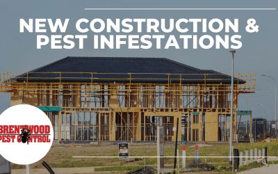 The Impact of New Construction on Pest Infestations: Insights from Brentwood Pest Control￼