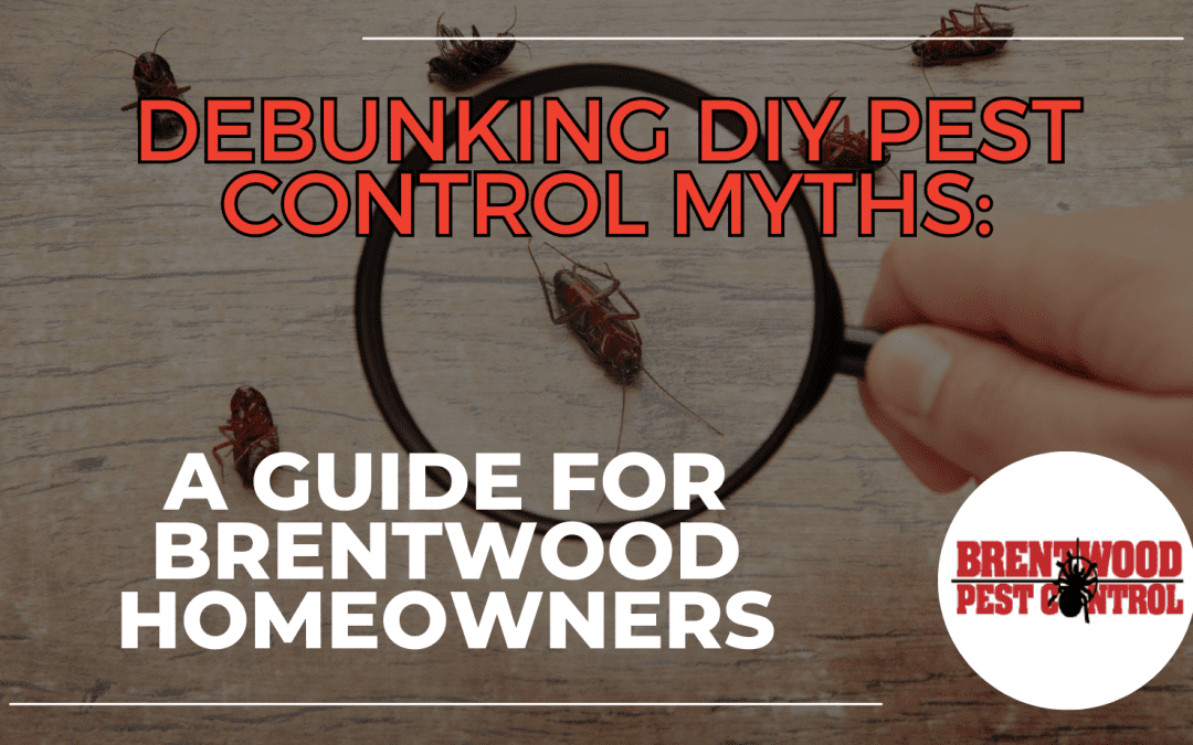 Debunking DIY Pest Control Myths: A Guide for Brentwood Homeowners￼