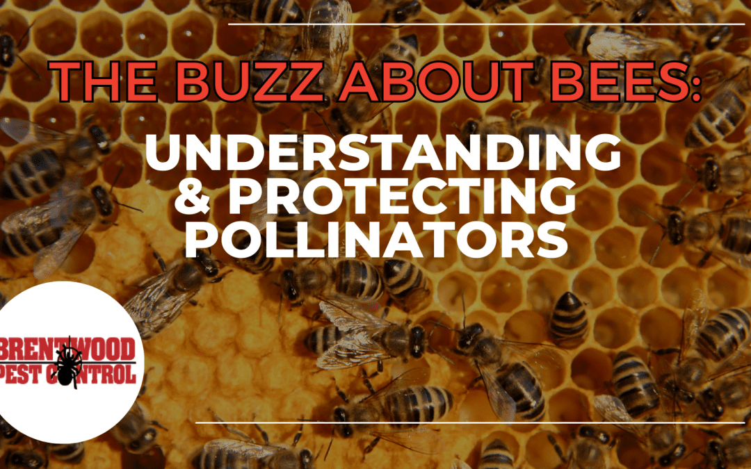 The Buzz About Bees: Understanding and Protecting Brentwood’s Pollinators￼