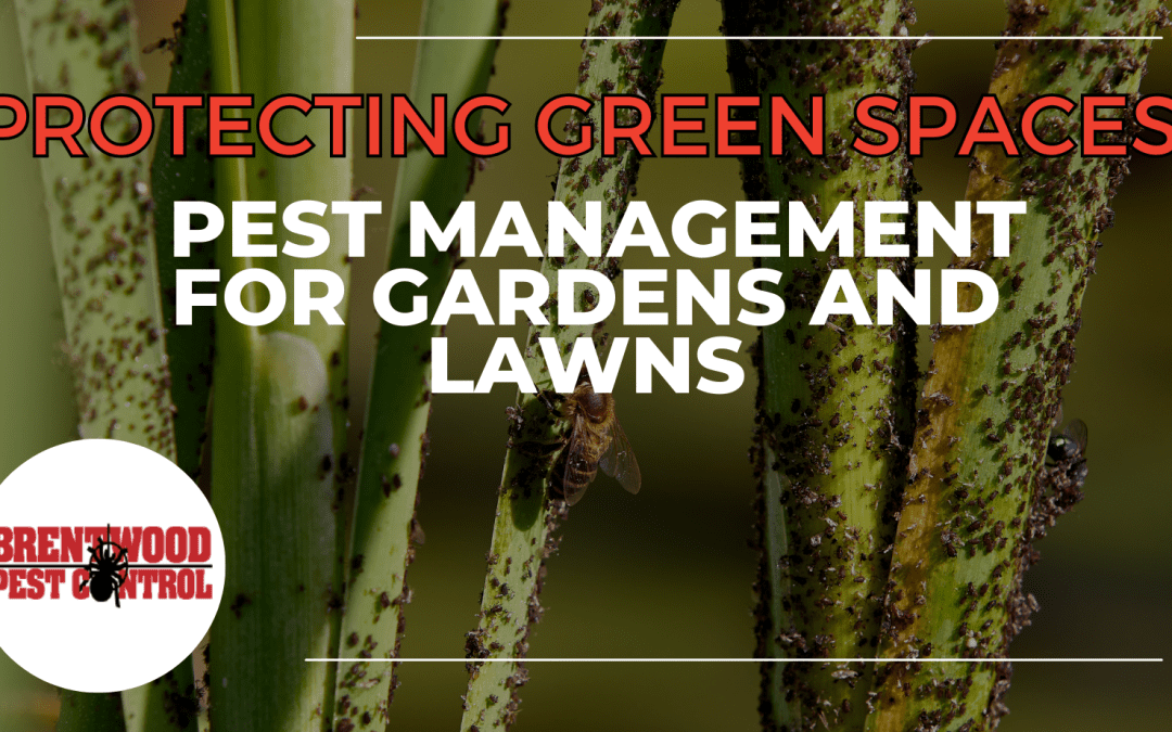 Safeguarding Brentwood’s Green Spaces: Expert Tips for Pest Management in Gardens and Lawns
