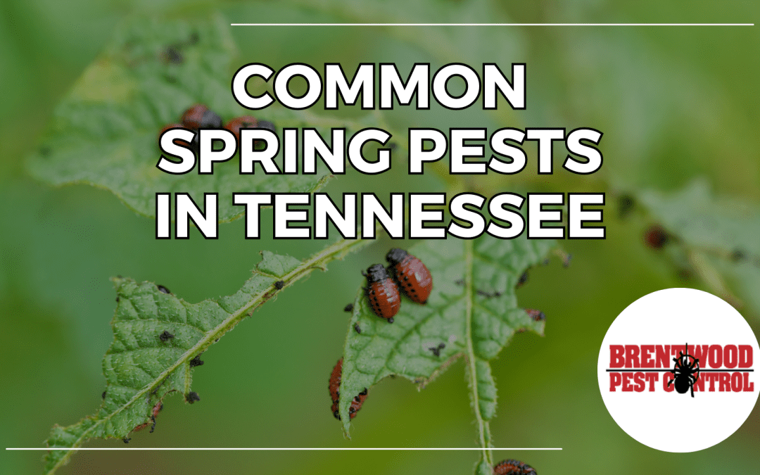 Battling Springtime Pests in Tennessee: A Guide from Brentwood Pest Control