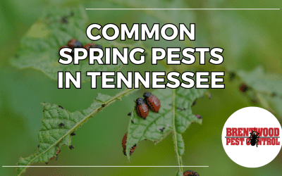 Battling Springtime Pests in Tennessee: A Guide from Brentwood Pest Control