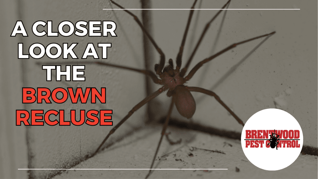 a closer look at the brown recluse