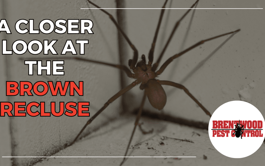 Understanding Brown Recluse Spiders: Identification, Habits, and Prevention Strategies