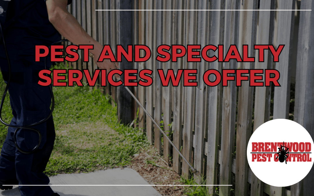 Comprehensive Pest Control Solutions: Your Partner in Creating a Pest-Free Environment￼