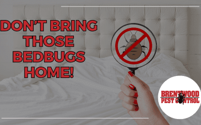 Summer Travel Tips: Preventing Bed Bugs from Hitching a Ride Home￼