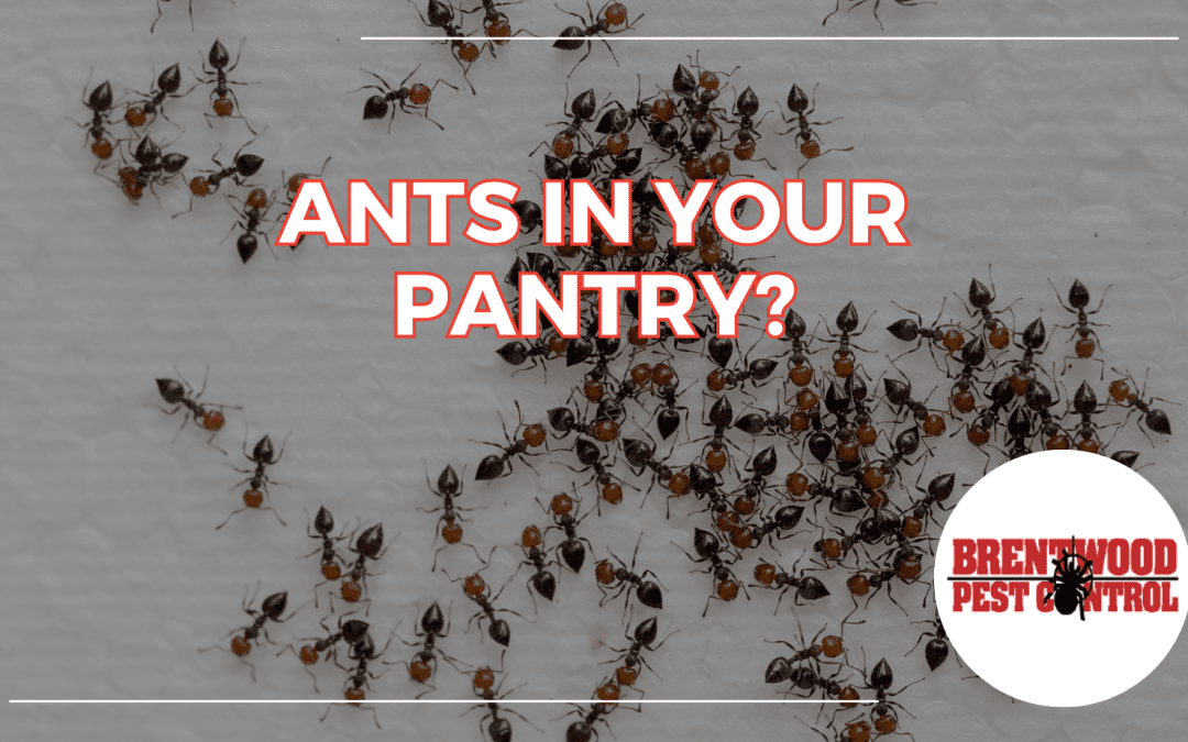 Ants in the Pantry: Summer Ant Control Strategies