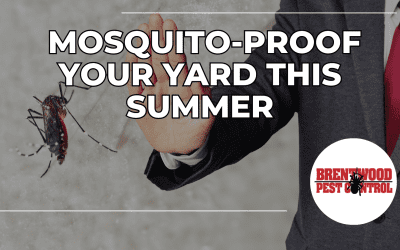 How to Mosquito-Proof Your Yard This Summer
