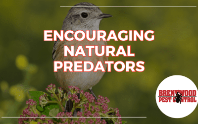 The Role of Wildlife in Pest Control: Encouraging Natural Predators in Your Yard