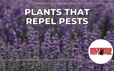 Mosquito-Repelling Plants to Add to Your Garden This Summer