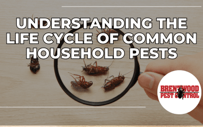 Understanding the Life Cycle of Common Household Pests: A Key to Effective Pest Control￼