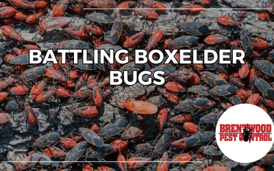 Battling Boxelder Bugs: How to Keep Them Out of Your Home Year-Round