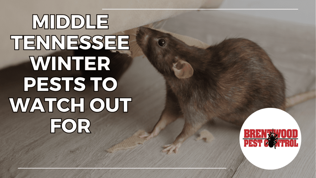 Middle Tennessee Winter Pests to Watch Out For