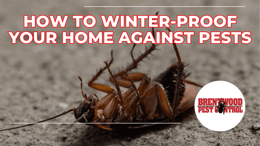 How to Winter-Proof Your Home Against Pests