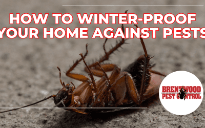 Winter Pests to Watch Out For in Middle Tennessee Homes