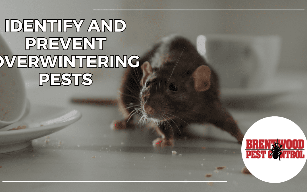 How to Identify and Prevent Overwintering Pests in Tennessee Homes