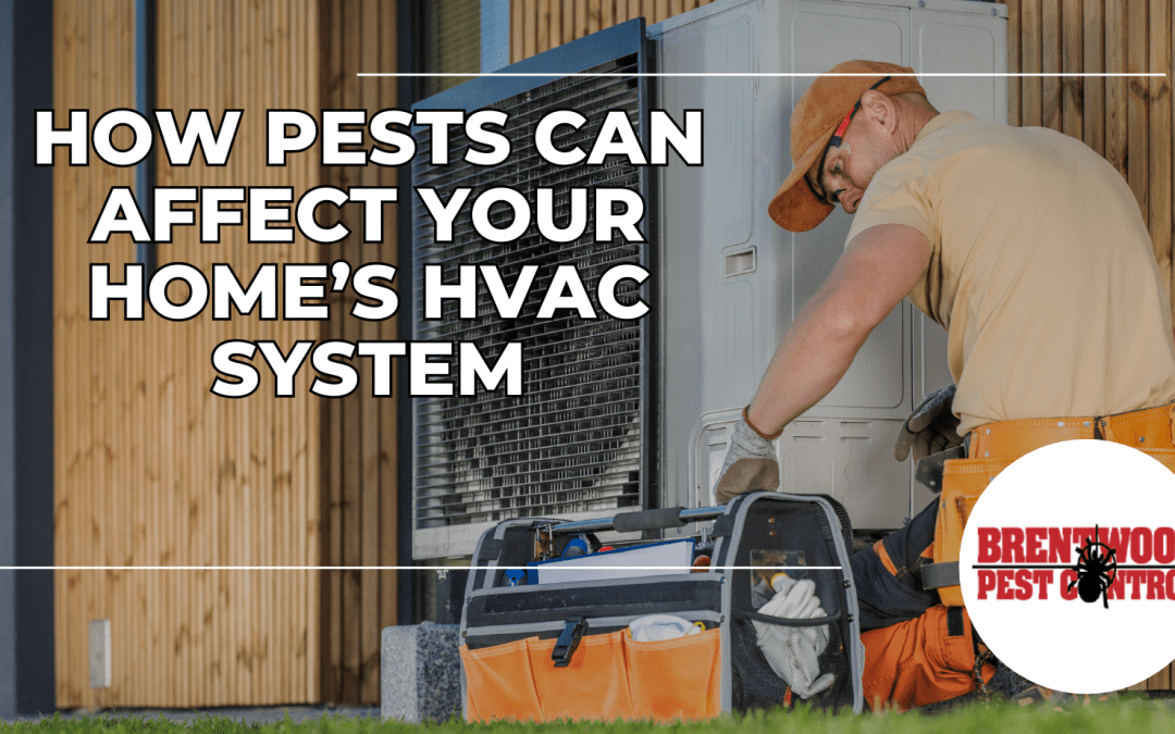 Unseen Dangers: How Pests Can Affect Your Home’s HVAC System