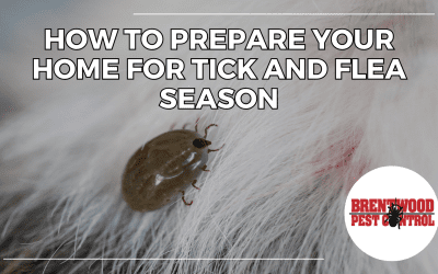 How to Prepare Your Home for Tick and Flea Season: Essential Tips for Pet Owners
