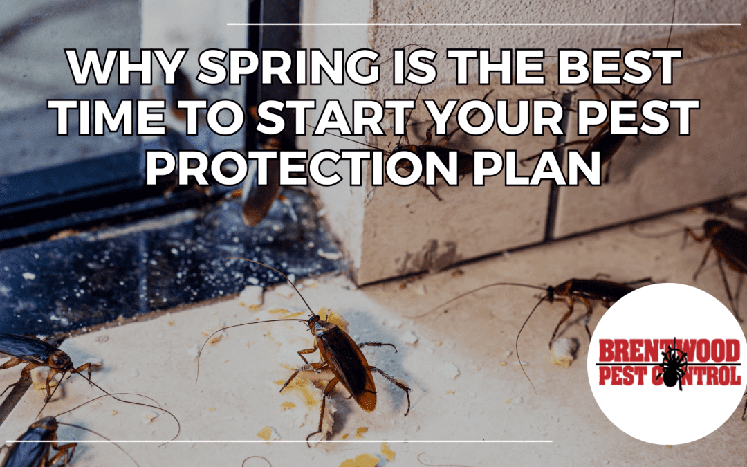 Spring Into Pest Control: Why Spring is the Best Time to Start Your Pest Protection Plan