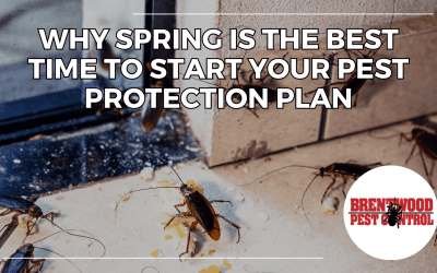 Spring Into Pest Control: Why Spring is the Best Time to Start Your Pest Protection Plan