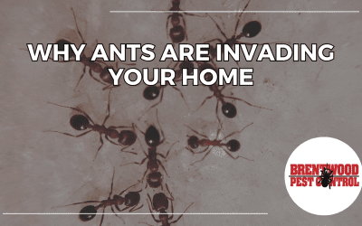 How to Identify Potential Pest Problems Early and Save on Treatments