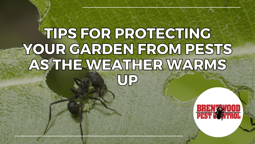 Pests Control for Gardens