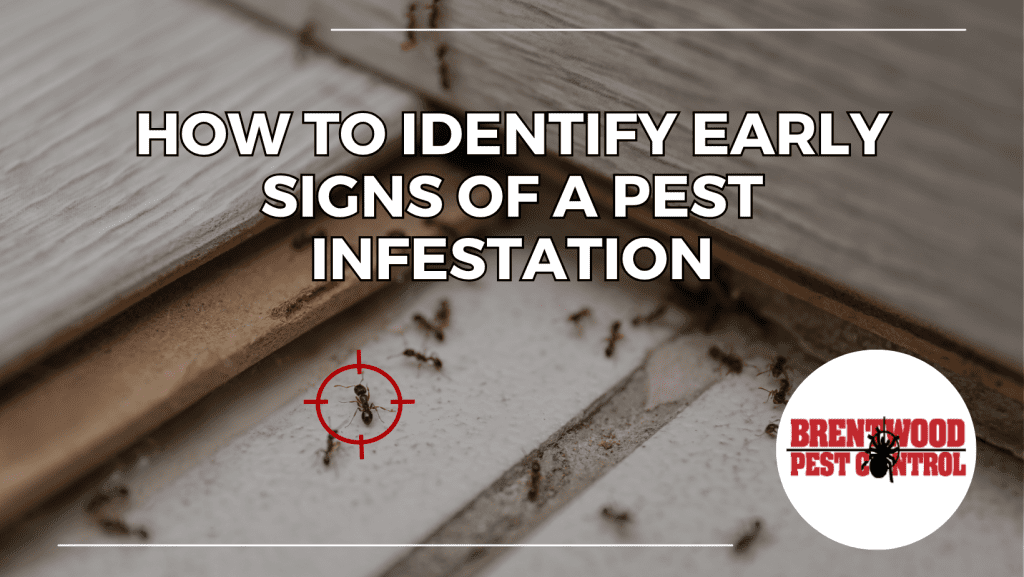 Nashville Pest Infestation