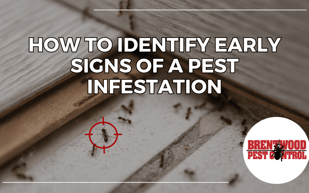 How to Identify Early Signs of a Pest Infestation
