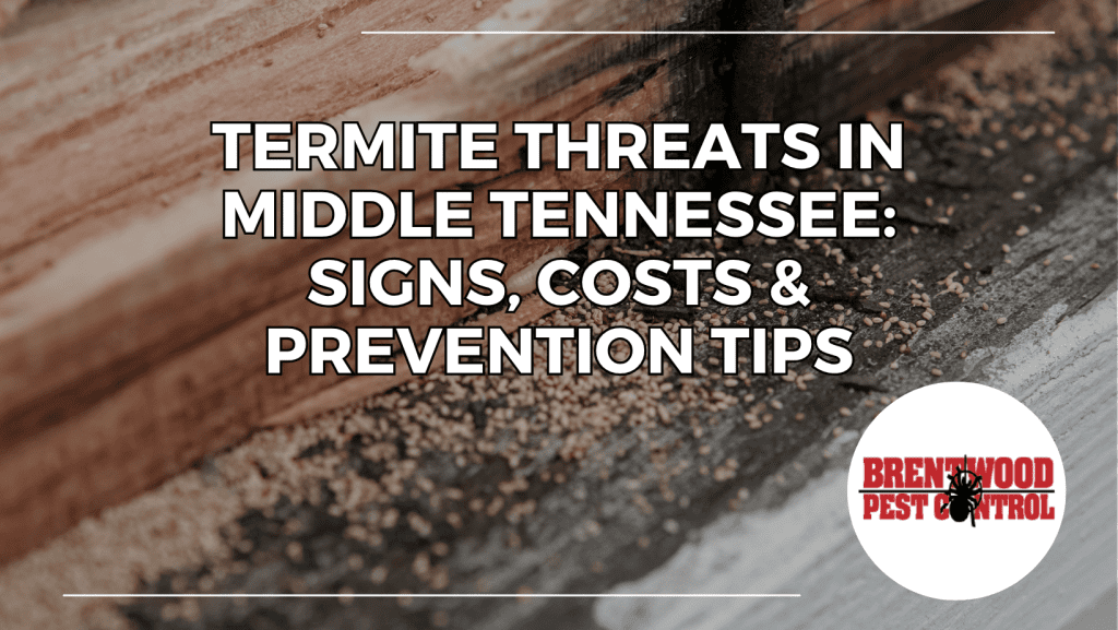 Close-up of termite damage on wood with sawdust-like debris. Brentwood Pest Control explains termite threats in Middle Tennessee, including signs, costs, and prevention tips for homeowners.