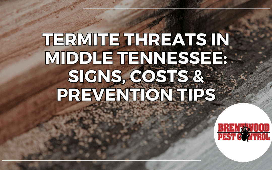 Termite Threats in Middle Tennessee: Signs, Costs & Prevention Tips