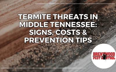Termite Threats in Middle Tennessee: Signs, Costs & Prevention Tips