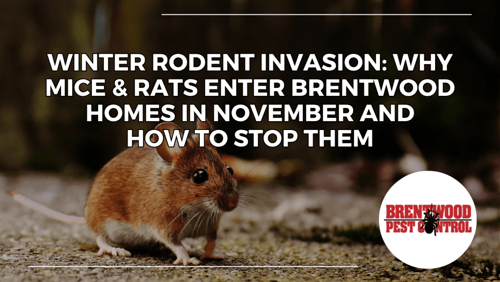 Close-up of a brown mouse indoors, illustrating common winter rodent invasions in Brentwood homes and prevention tips for mice and rat control.
