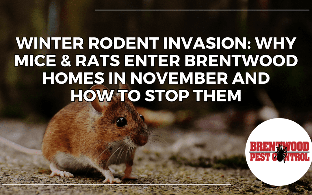 Winter Rodent Invasion: Why Mice & Rats Enter Brentwood Homes in November and How to Stop Them