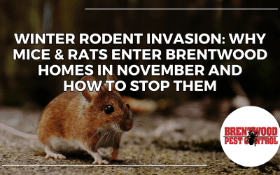Winter Rodent Invasion: Why Mice & Rats Enter Brentwood Homes in November and How to Stop Them