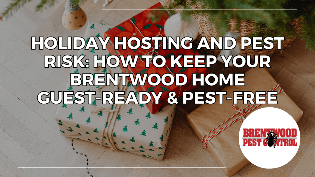 Wrapped holiday gifts under a Christmas tree on hardwood floors, illustrating how seasonal clutter and hosting can increase pest risks in Brentwood homes.