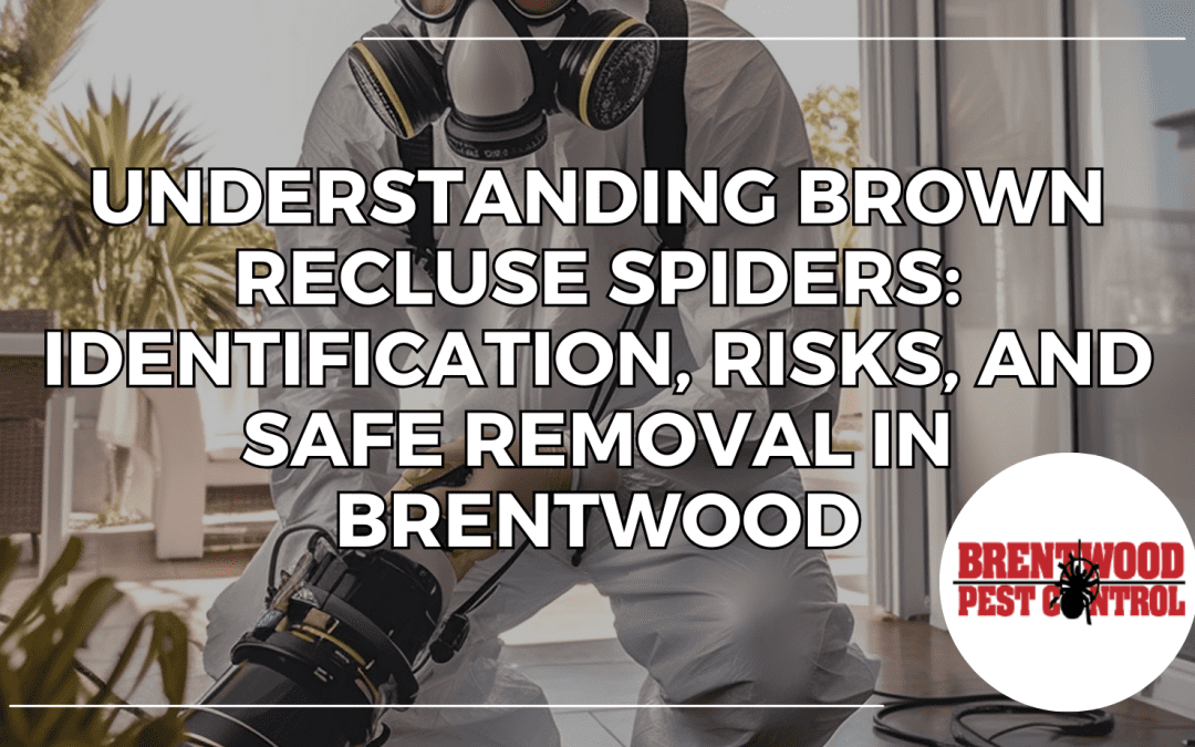Understanding Brown Recluse Spiders: Identification, Risks, and Safe Removal in Brentwood