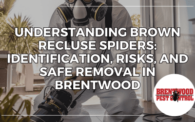 Understanding Brown Recluse Spiders: Identification, Risks, and Safe Removal in Brentwood