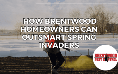 Late Winter Pest Prep: How Brentwood Homeowners Can Outsmart Spring Invaders