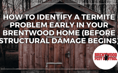 How to Identify a Termite Problem Early in Your Brentwood Home (Before Structural Damage Begins)