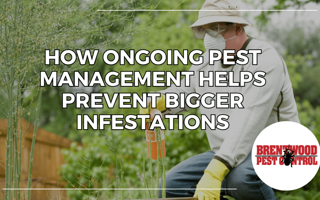 Quarterly Pest Control Brentwood: How Ongoing Pest Management Helps Prevent Bigger Infestations