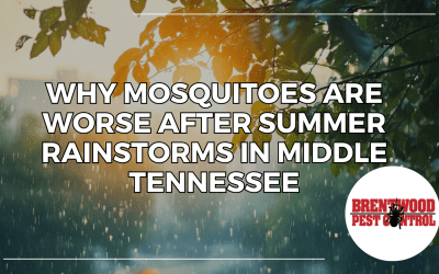 Why Mosquitoes Are Worse After Summer Rainstorms in Middle Tennessee (And What Homeowners Can Do About It)