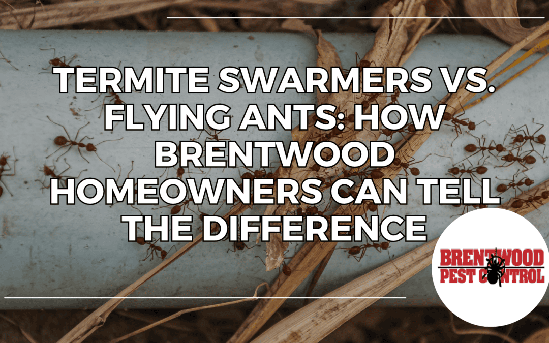 Termite Swarmers vs. Flying Ants: How Brentwood Homeowners Can Tell the Difference