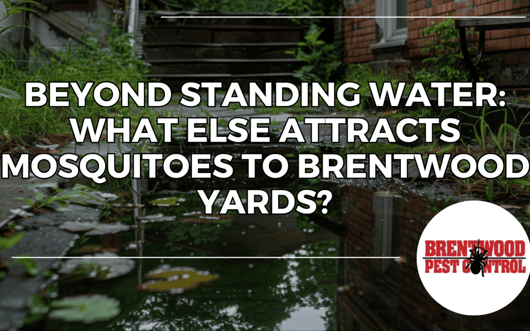 Beyond Standing Water: What Else Attracts Mosquitoes to Brentwood Yards?
