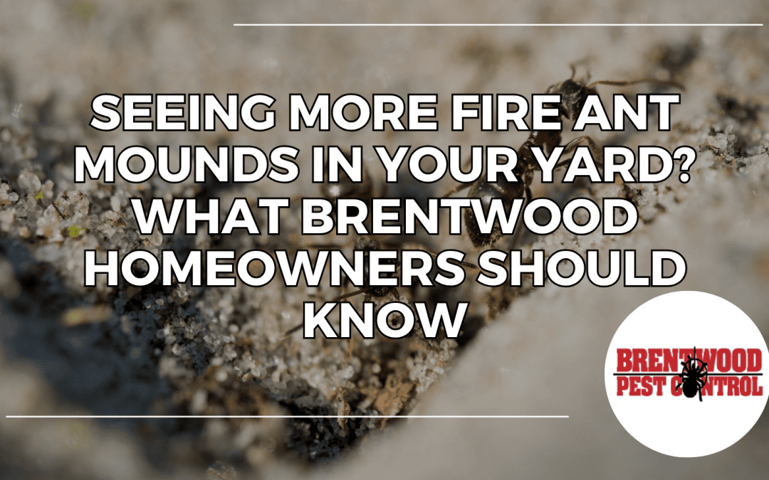 Seeing More Fire Ant Mounds in Your Yard? What Brentwood Homeowners Should Know