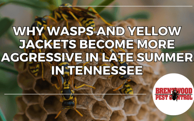 Why Wasps and Yellow Jackets Become More Aggressive in Late Summer in Tennessee